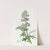 Party-coloured Lupine by Sydenham Edwards
