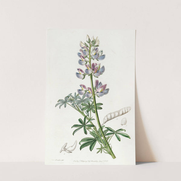 Party-coloured Lupine by Sydenham Edwards