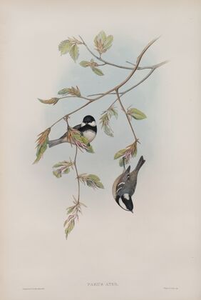 Parus ater. Coal Tit. (1862-1873)