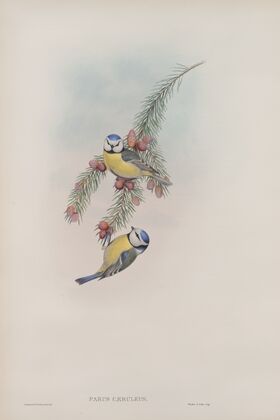 Parus cæruleus. Blue Tit. (1862-1873)