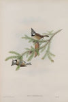 Parus cristatus. Crested Tit. (1862-1873)