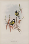 Parus major. Great Tit. (1862-1873)