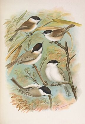 Parus salicarius, montanus, borealis Liljeborg, Dresseri, meridionalis Liljeborg — size preview