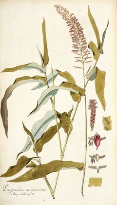 Paspalum racemosum
