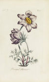 Pasque flower