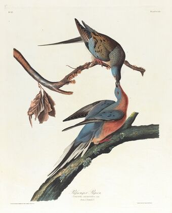 Passenger pigeon