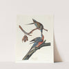 Passenger pigeon by John James Audubon