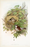 Passer domesticus. Common or House-Sparrow. (1862-1873)