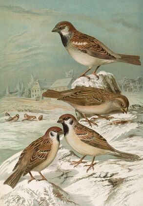 Passer domesticus, Passer montanus
