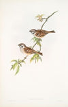 Passer montanus. Tree-Sparrow. (1862-1873)