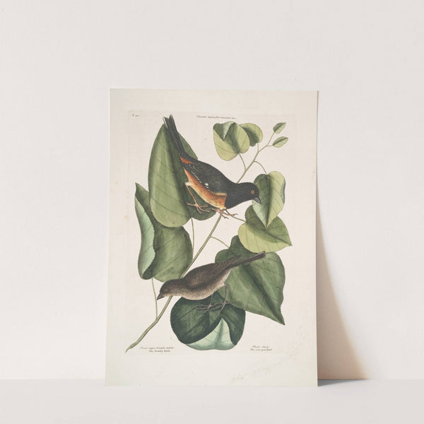 Passer niger, Occulis rubris, The Towhe Bird; Passer fusca, The cow-pen Bird. by Mark Catesby