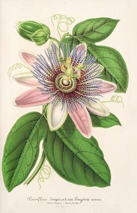 Passiflora Imperatrice Eugenie (hybride)