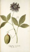 Passiflora incarnata
