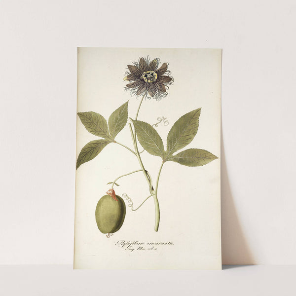 Passiflora incarnata by Nikolaus Joseph Freiherr von Jacquin