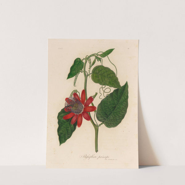 Passiflora princeps (1818-1824) by Gaetano Savi
