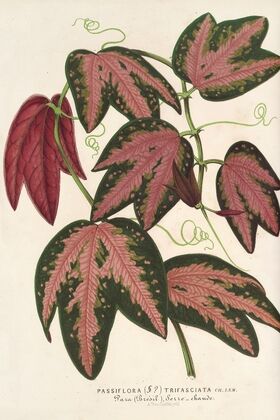 Passiflora trifasciata