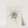 Passion Flower by Jean Bernard