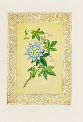 Passion flower (1869)