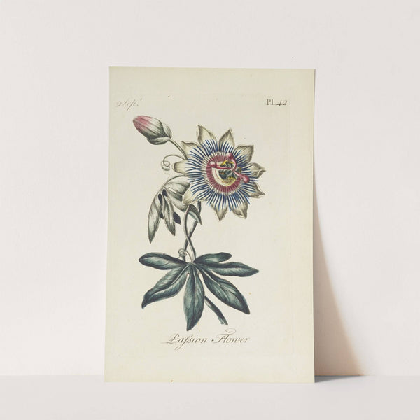 Passion flower by Carington Bowles