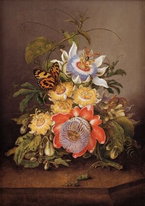 Passionflowers