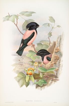 Pastor roseus. Rose-coloured Pastor. (1862-1873)