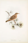 Pastor roseus. Rose-coloured Pastor (young). (1862-1873)