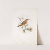 Pastor roseus. Rose-coloured Pastor (young). (1862-1873) by John Gould