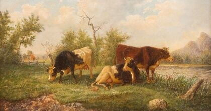 Pasturing cows
