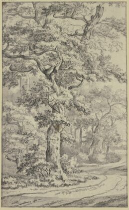 Path next to oak trees