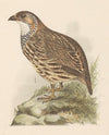 Patrijs (francolinus jugularis)