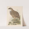 Patrijs (francolinus jugularis) by Theo van Hoytema