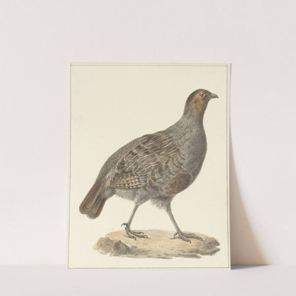 Patrijs by Pieter Pietersz. Barbiers