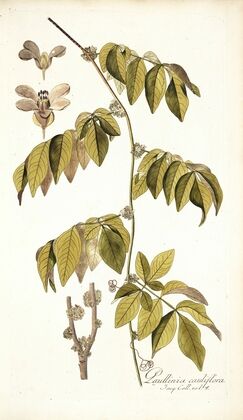 Paullinia cauliflora