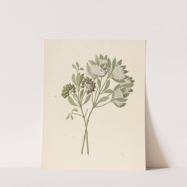 Pavetta caffra [Pavetta lanceolata] by Clemenz Heinrich Wehdemann