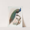 Pavo cristatus. (1872) by Joseph Smit