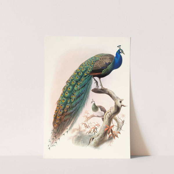Pavo cristatus. by Joseph Smit