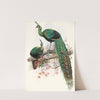 Pavo muticus. by Joseph Smit