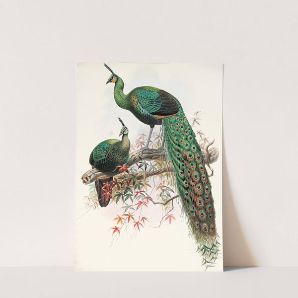 Pavo muticus. by Joseph Smit