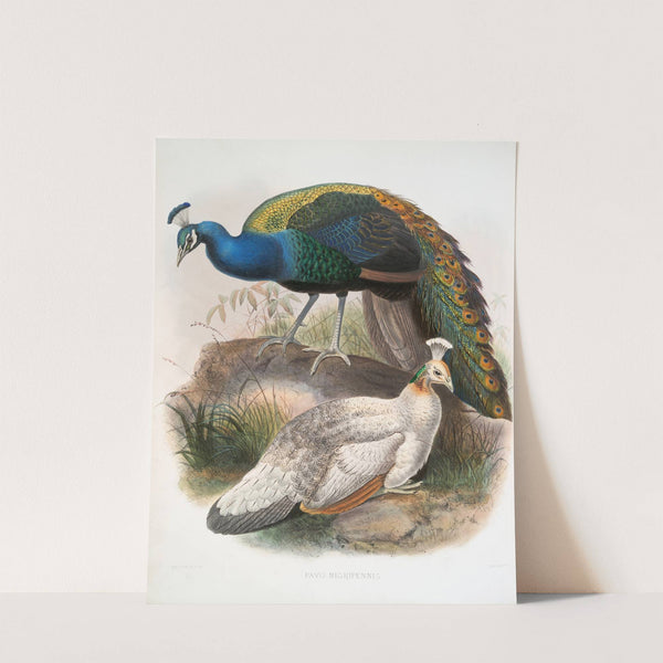 Pavo nigripennis. (1872) by Joseph Smit