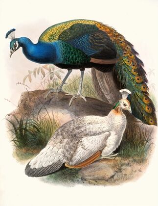 Pavo nigripennis.