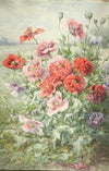 Pavots