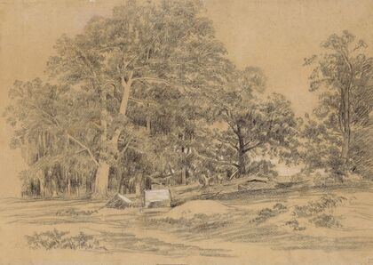 Paysage arboré
