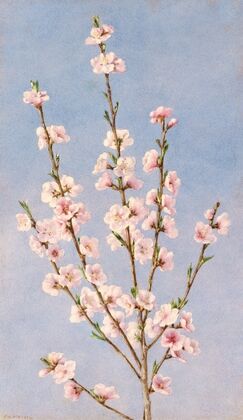 Peach Blossoms