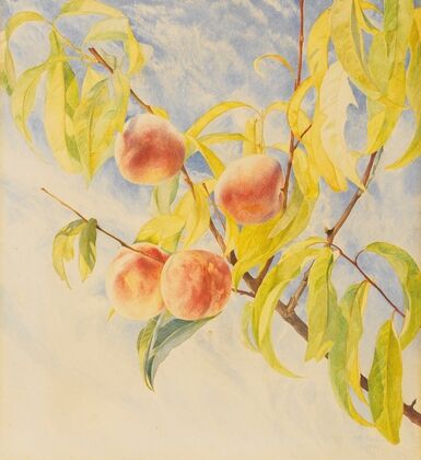 Peaches (1868)