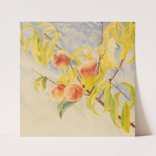 Peaches (1868) by Henry Roderick Newman