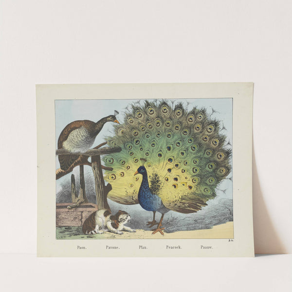 Peacock (1829-1880) by Joseph Scholz