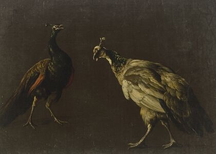 Peacock and peahen