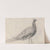 Peacock at Capel Curig (1840s) by David Cox