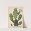 Pear Cactus in Bloom by Herman Saftleven