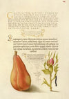 Pear, French Rose, and Caterpillar (1561–1596)